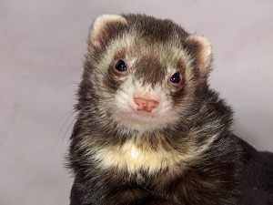 Ferret Shelter and Rescue